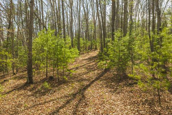 39.1 Acres of Land for Auction in Warm Springs, Virginia