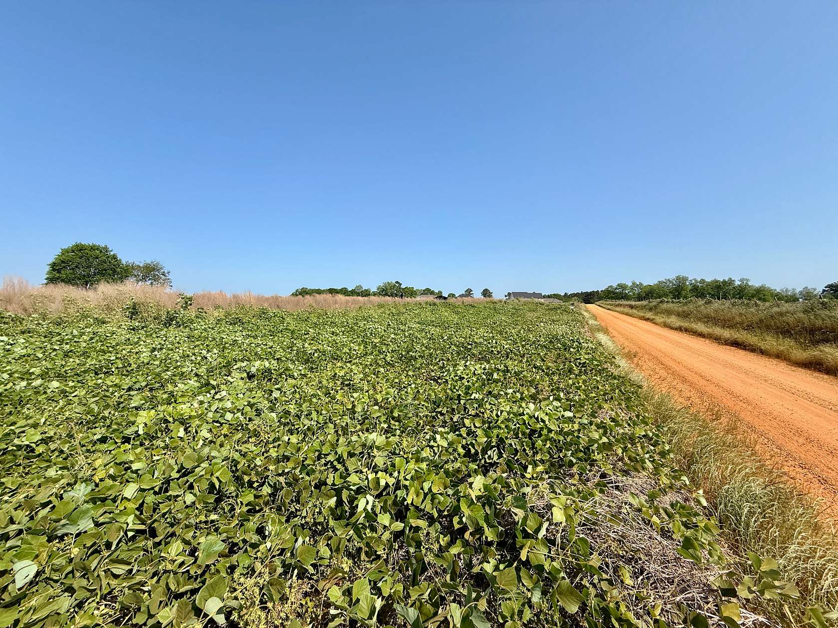 1 Acre of Residential Land for Sale in Newton, Alabama