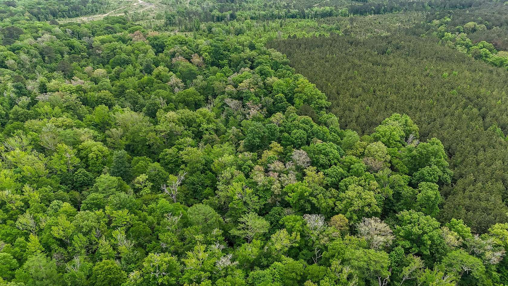 59 Acres of Recreational Land for Sale in Marion, Louisiana