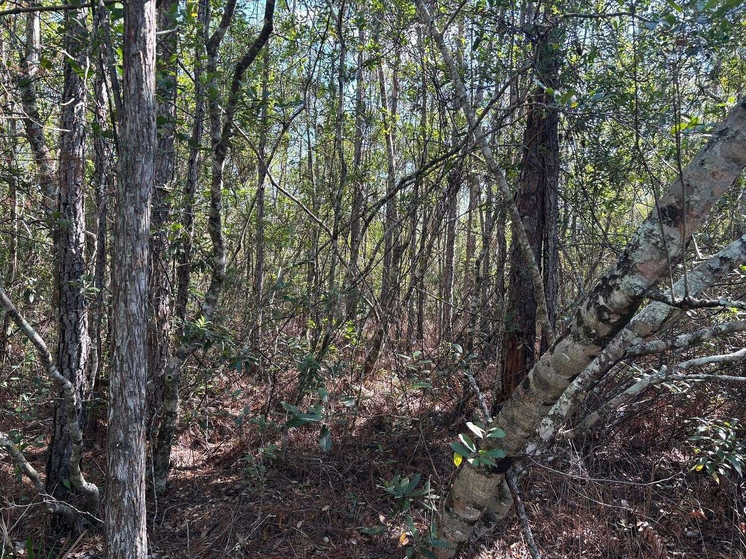 2.54 Acres of Land for Sale in St. Cloud, Florida