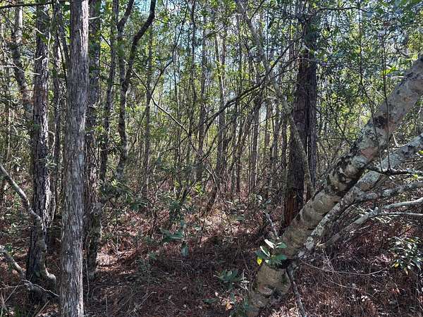 2.54 Acres of Land for Sale in St. Cloud, Florida