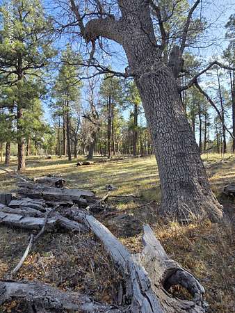 10 Acres of Recreational Land for Sale in Alpine, Arizona