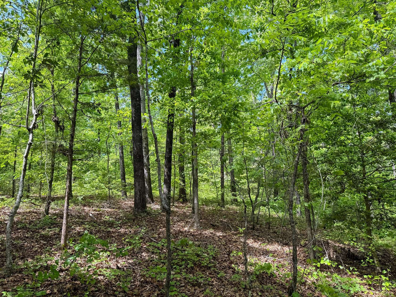 46 Acres of Recreational Land for Sale in Golden, Mississippi