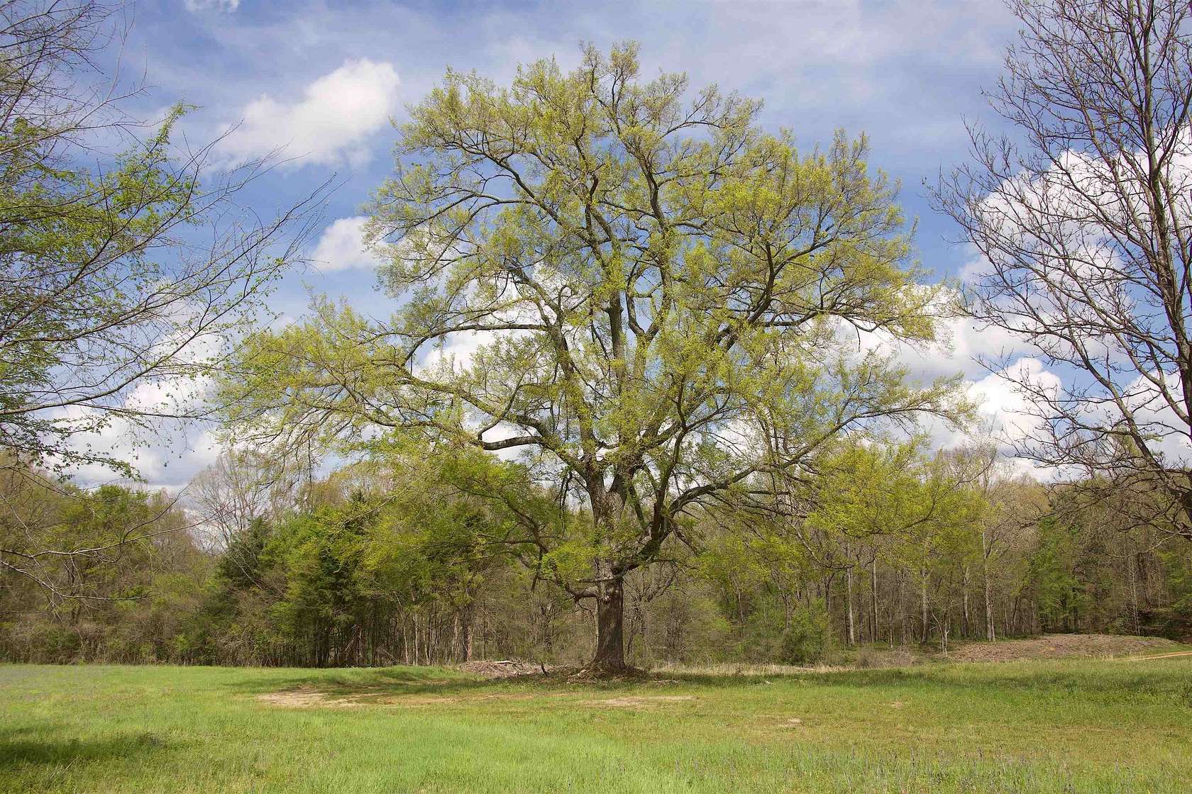 20 Acres of Land for Sale in Michigan City, Mississippi