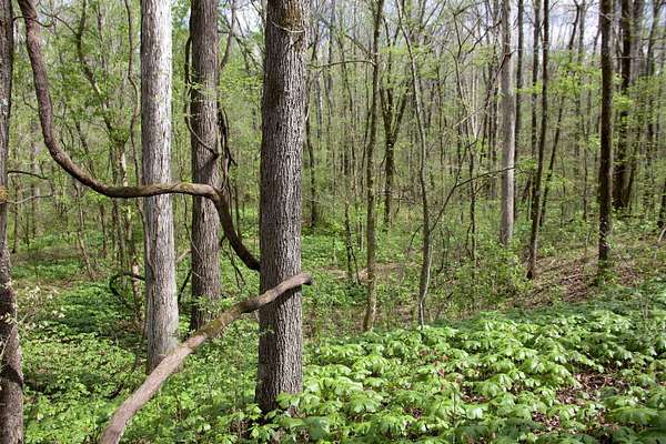 12 Acres of Recreational & Residential Land for Sale in Michigan City, Mississippi