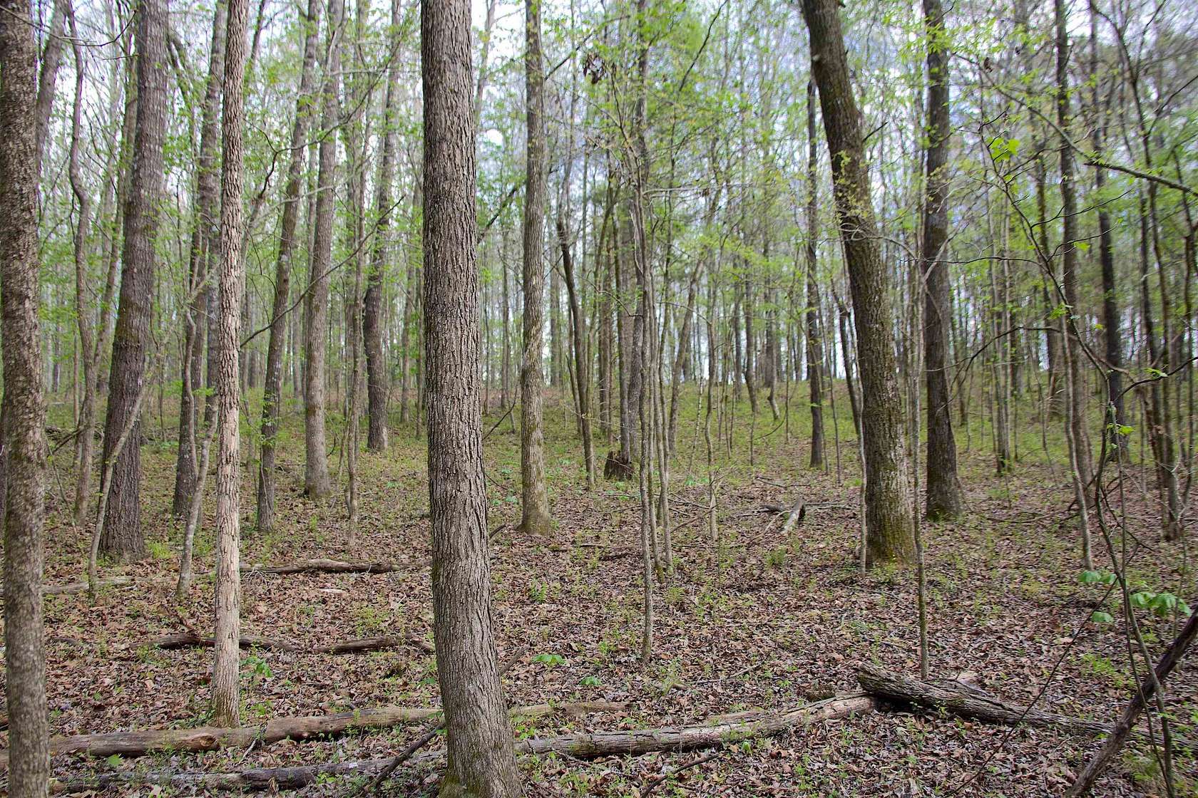 7.5 Acres of Land for Sale in Michigan City, Mississippi