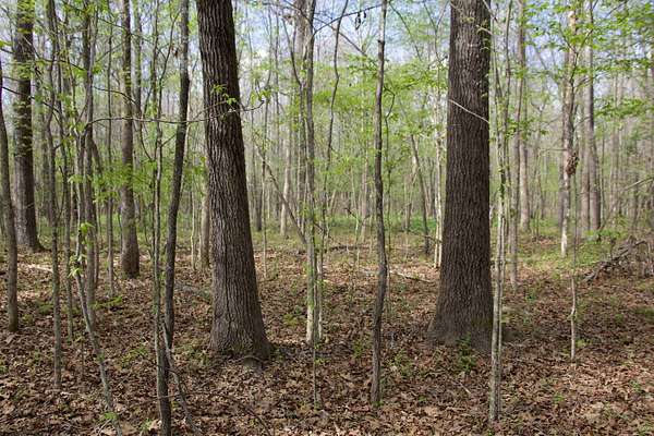 7.5 Acres of Land for Sale in Michigan City, Mississippi
