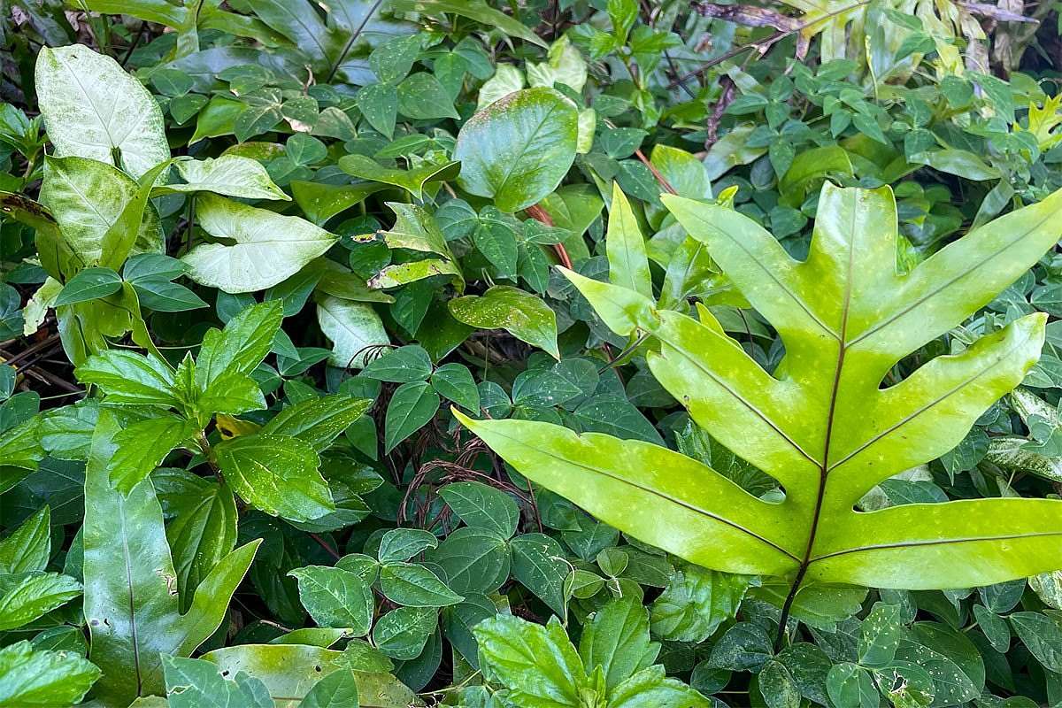 0.35 Acres of Residential Land for Sale in Pahoa, Hawaii - LandSearch