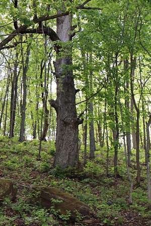 11.5 Acres of Land for Sale in Willard, Missouri