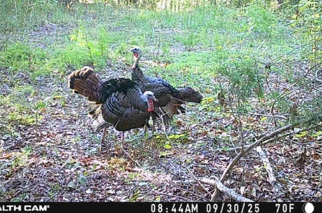 35.3 Acres of Land for Sale in Waynesboro, Tennessee