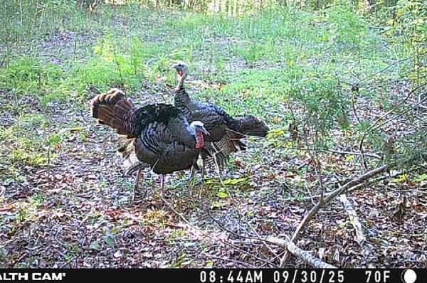 35.3 Acres of Land for Sale in Waynesboro, Tennessee