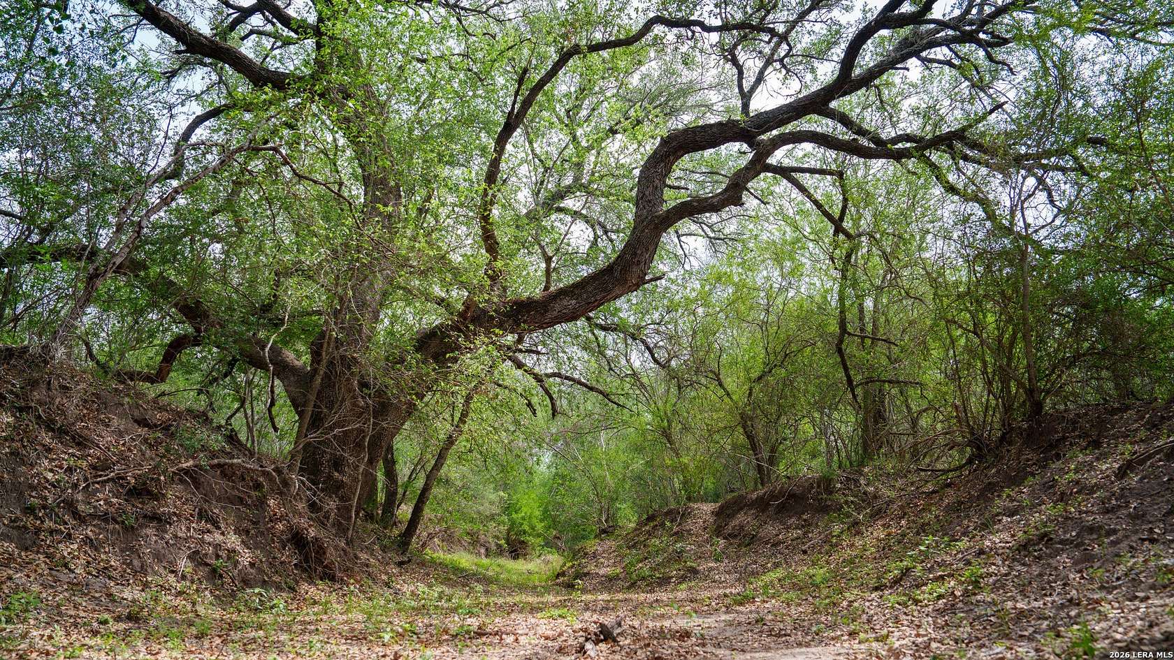101 Acres of Land for Sale in Floresville, Texas