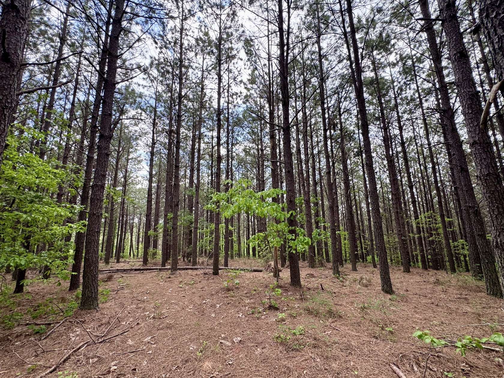 13 Acres of Land for Sale in Hohenwald, Tennessee