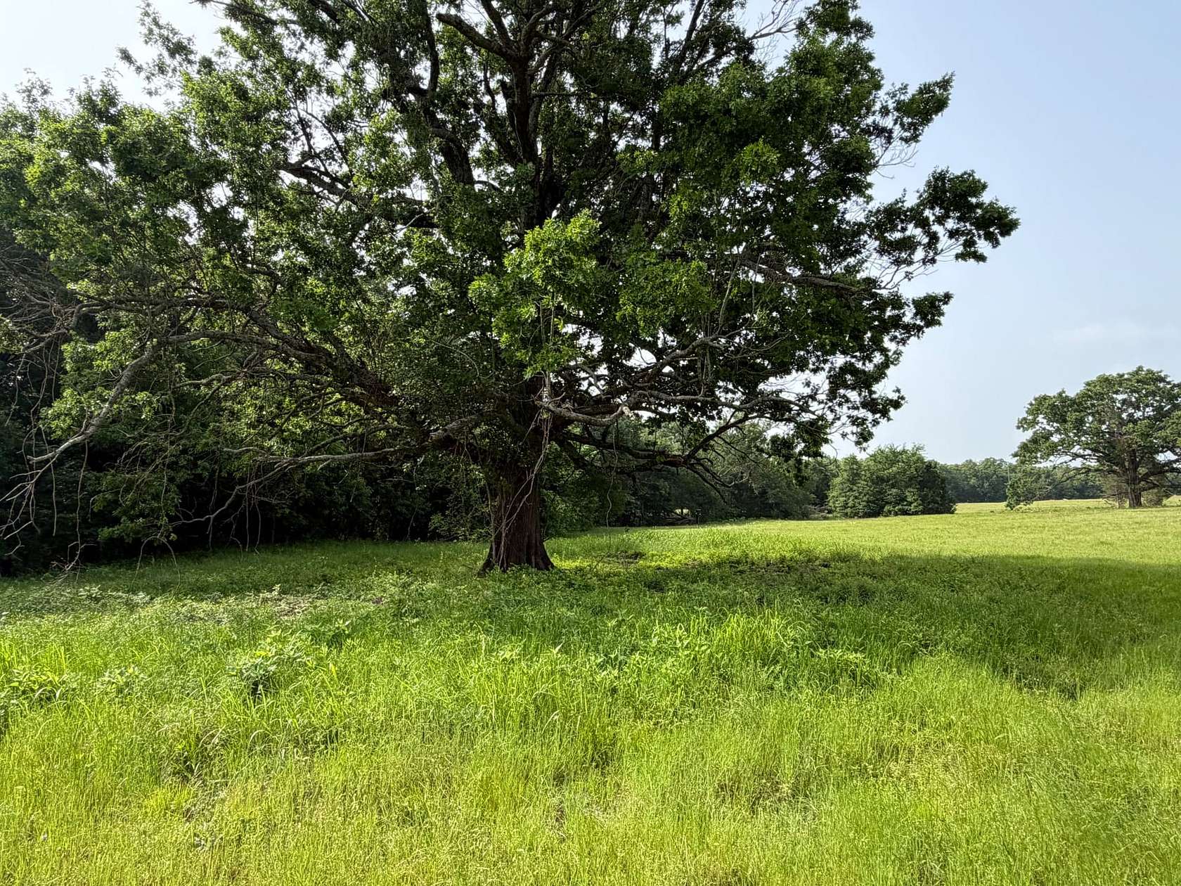 25.6 Acres of Recreational Land for Sale in Cumby, Texas