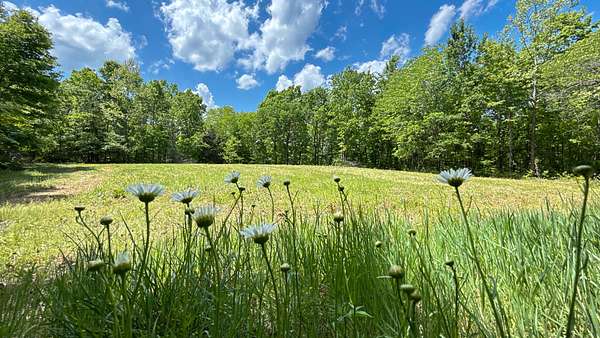 38.3 Acres of Recreational Land for Sale in Centerville, Tennessee