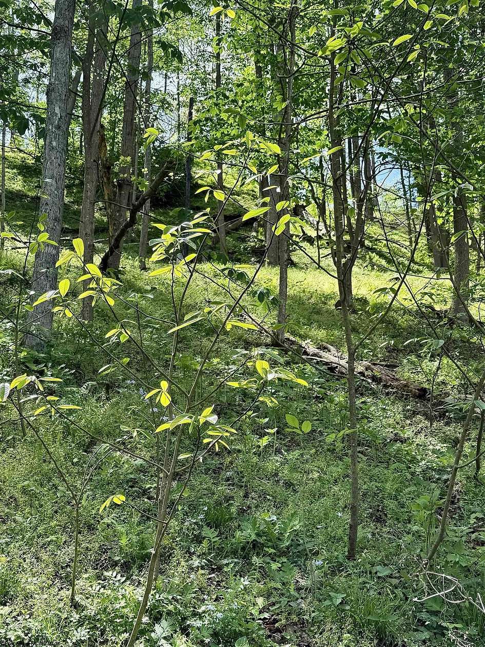 0.1 Acres of Residential Land for Sale in West Union, West Virginia