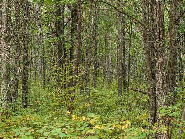10.4 Acres of Land for Sale in Merrifield, Minnesota