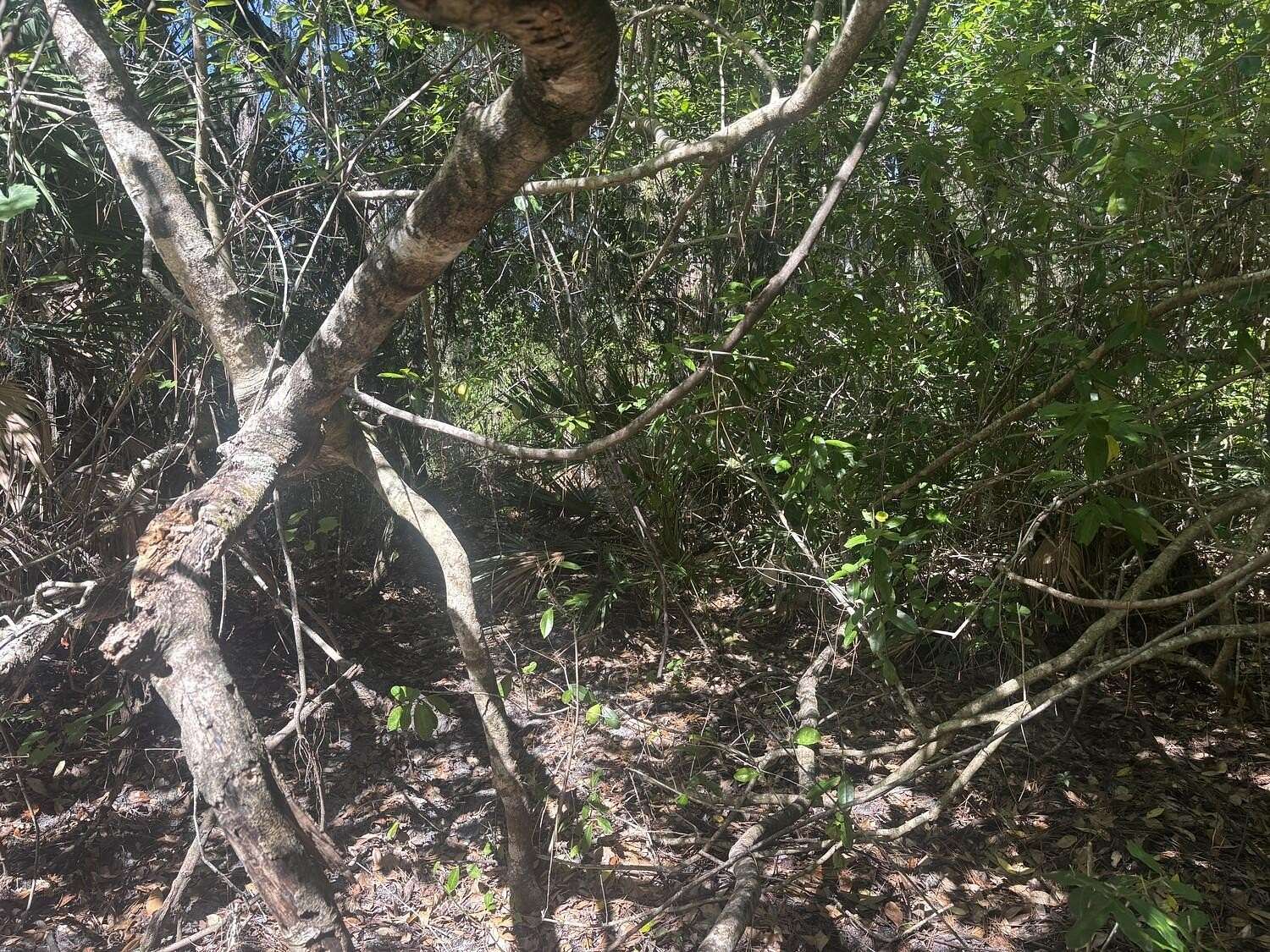 0.26 Acres of Residential Land for Sale in Lake Placid, Florida