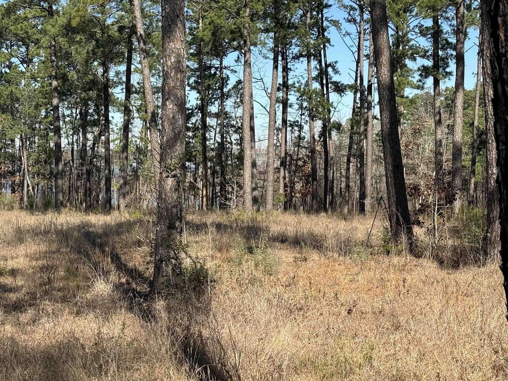1 Acre of Residential Land for Sale in Brookeland, Texas