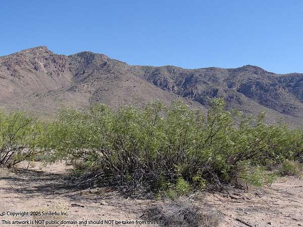 15.3 Acres of Recreational & Residential Land for Sale in Rodeo, New Mexico