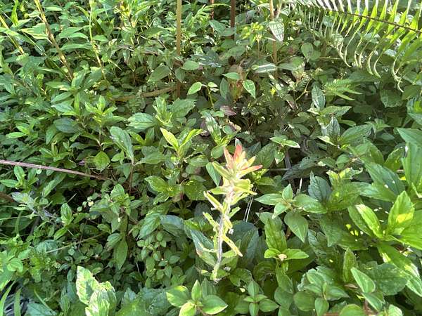 0.2 Acres of Residential Land for Sale in Pahoa, Hawaii