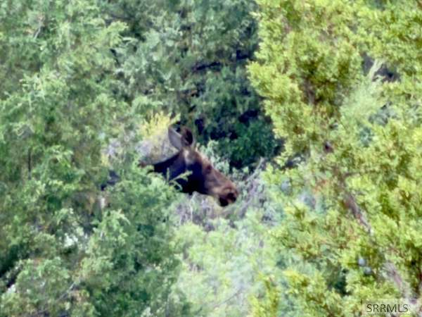 954 Acres of Recreational Land for Sale in Lava Hot Springs, Idaho