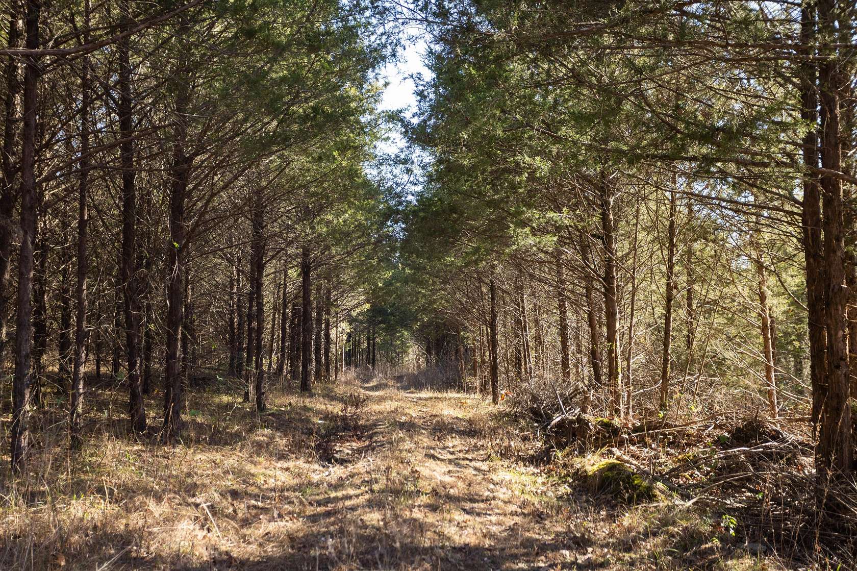 83 Acres of Recreational Land for Sale in Bradleyville, Missouri