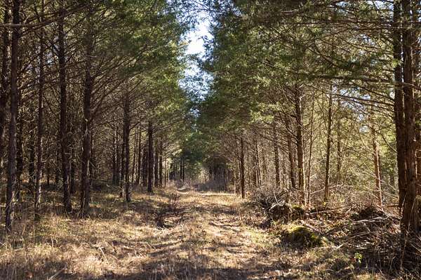 83 Acres of Recreational Land for Sale in Bradleyville, Missouri