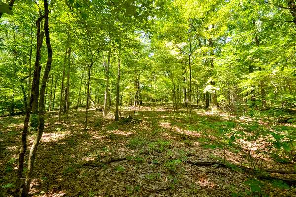 76.9 Acres of Recreational & Residential Land for Sale in Ozark, Missouri