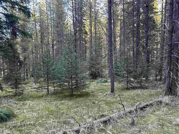14 Acres of Recreational & Residential Land for Sale in Elk City, Idaho