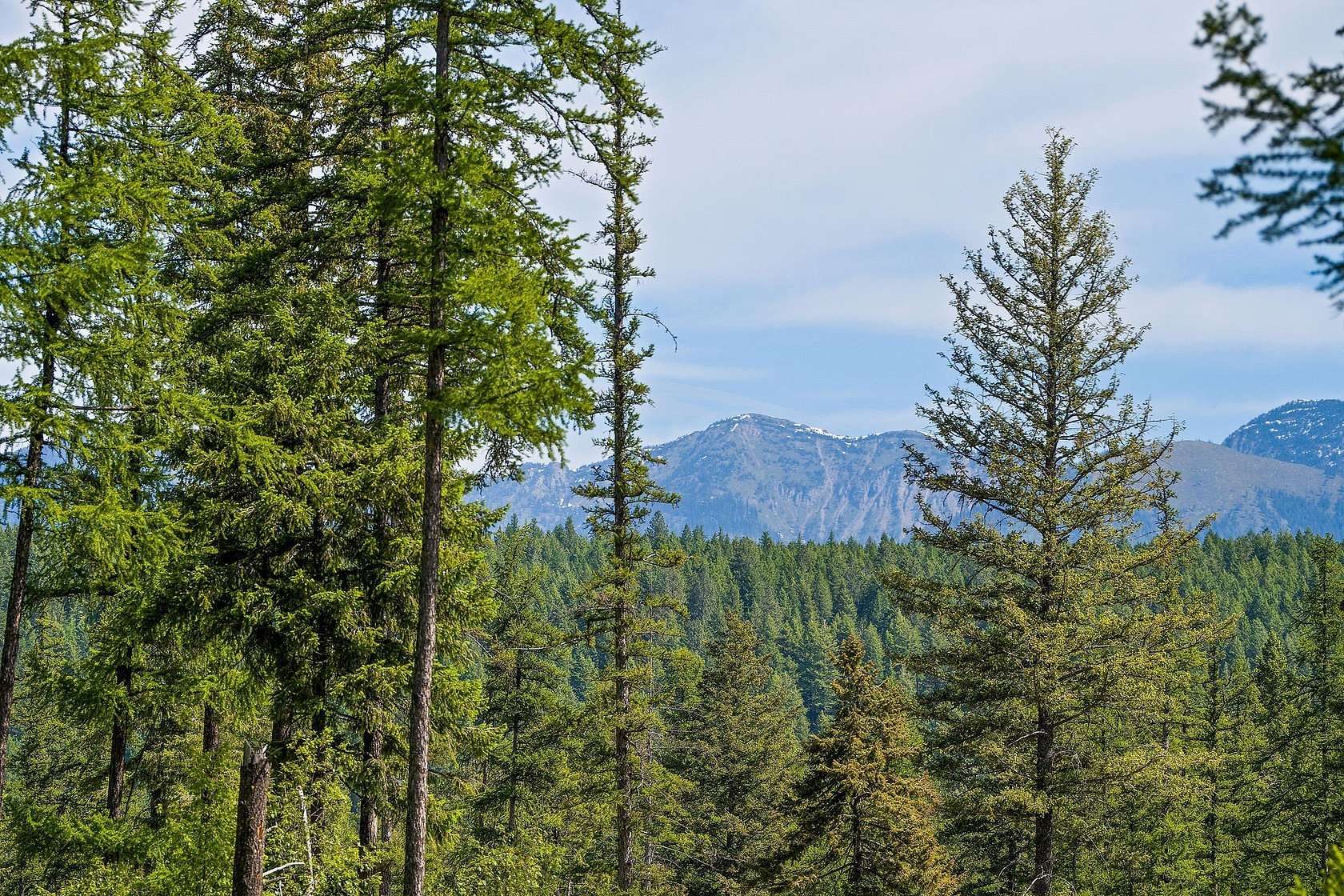 1 Acre of Residential Land for Sale in Bigfork, Montana
