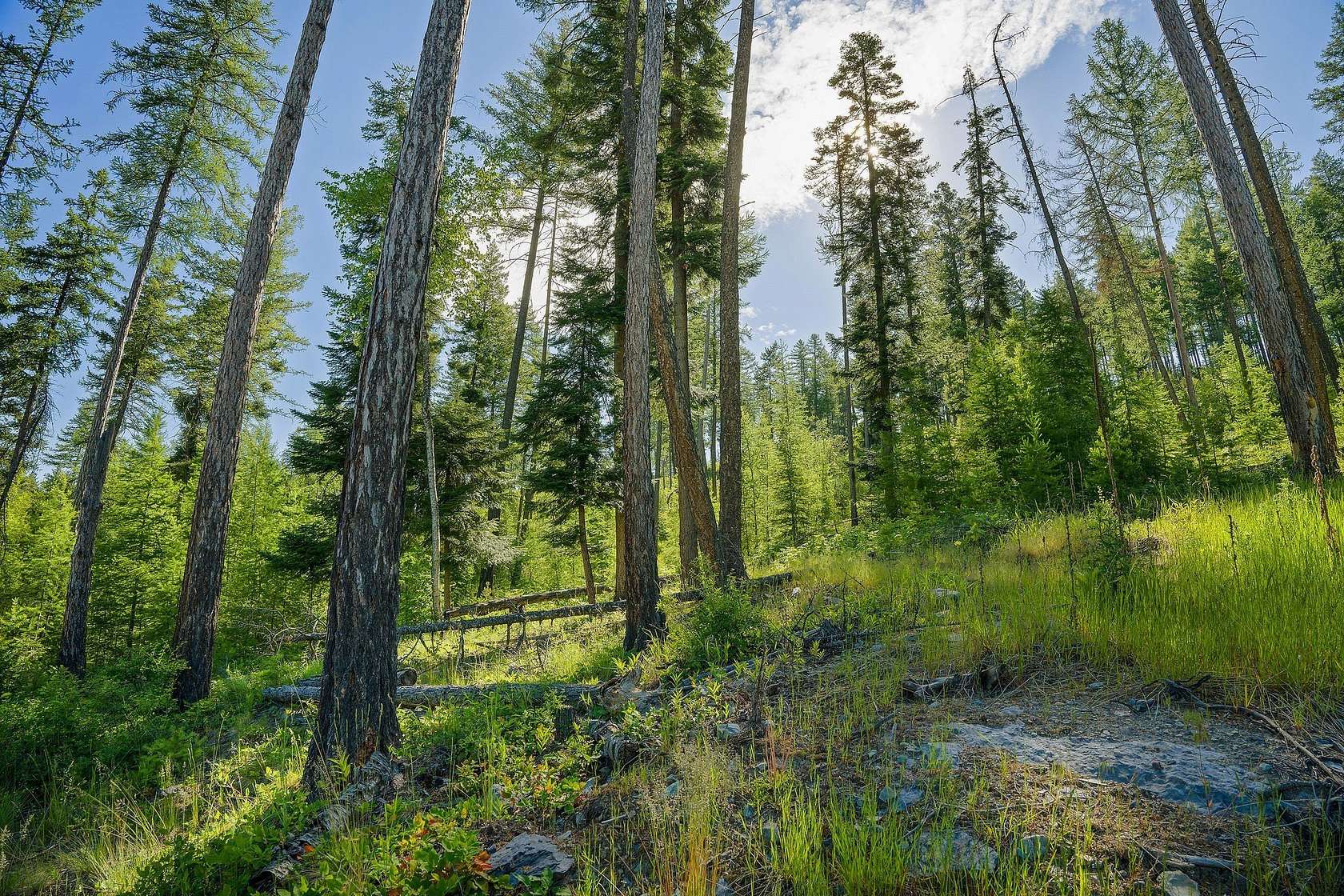 0.52 Acres of Residential Land for Sale in Bigfork, Montana