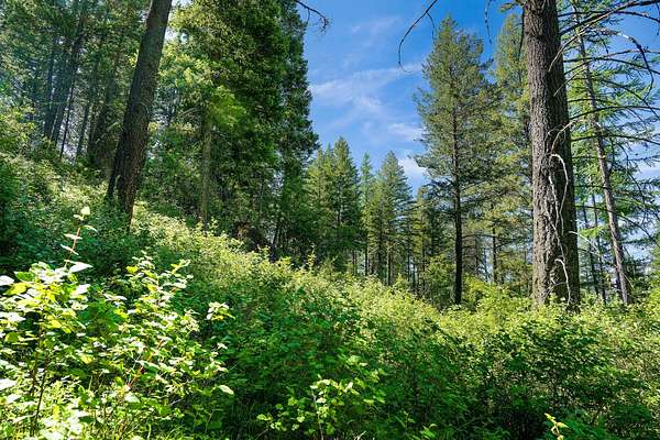 1 Acre of Residential Land for Sale in Bigfork, Montana