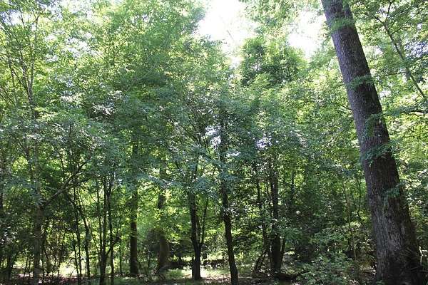 154 Acres of Recreational & Residential Land for Sale in Corrigan, Texas