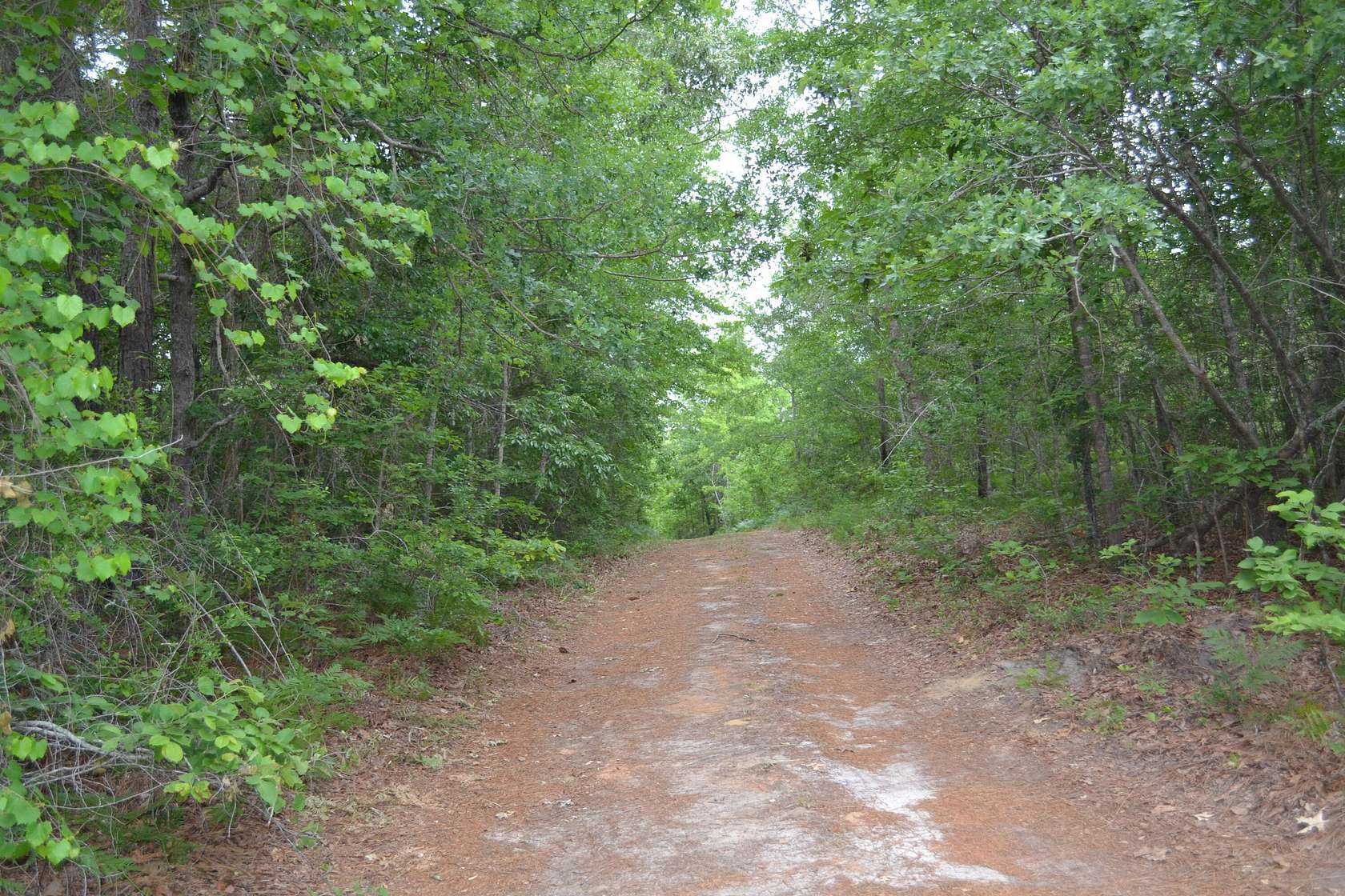6.17 Acres of Land for Sale in Windsor, South Carolina