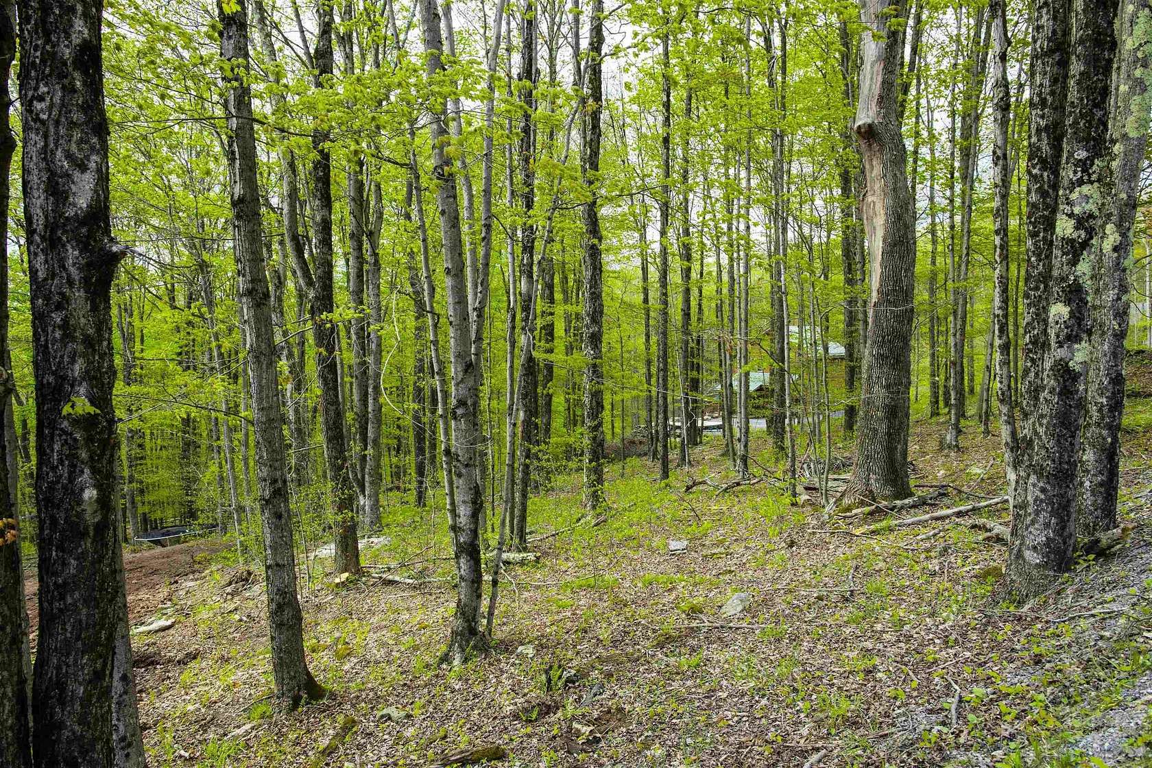 2.5 Acres of Residential Land for Sale in Davis, West Virginia