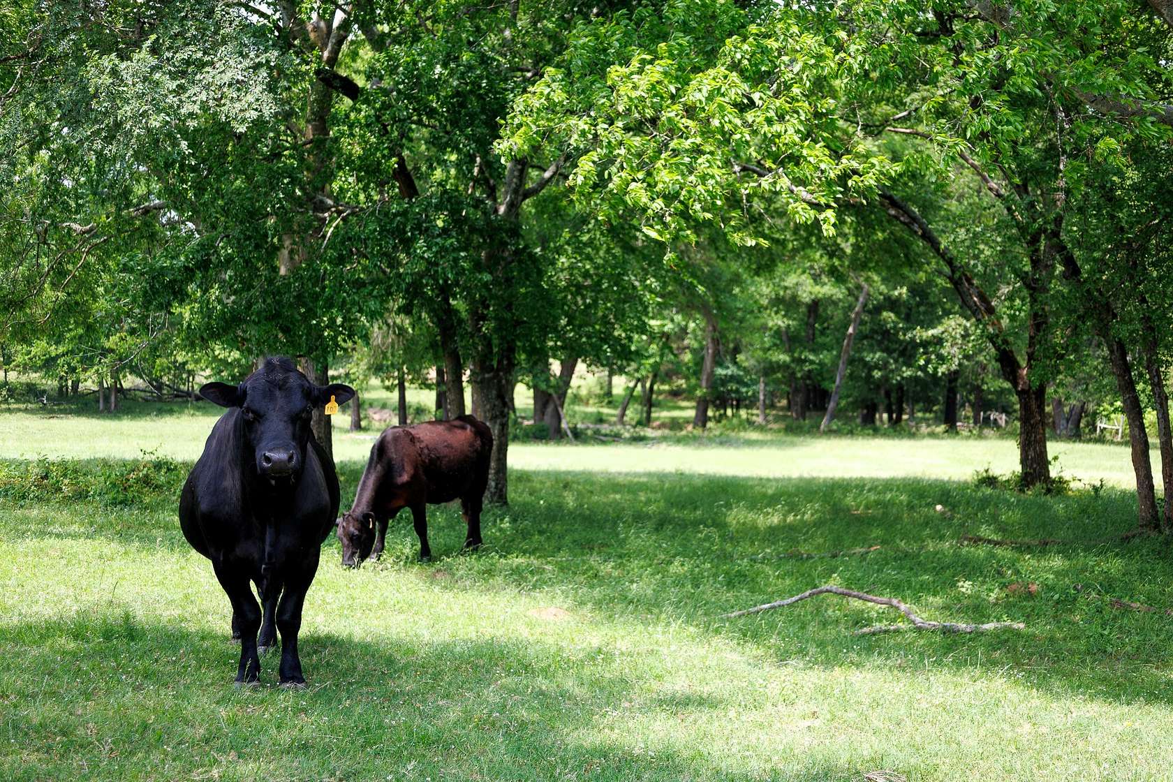 47.5 Acres of Land for Sale in Ben Wheeler, Texas