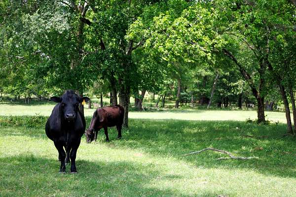 47.5 Acres of Land for Sale in Ben Wheeler, Texas