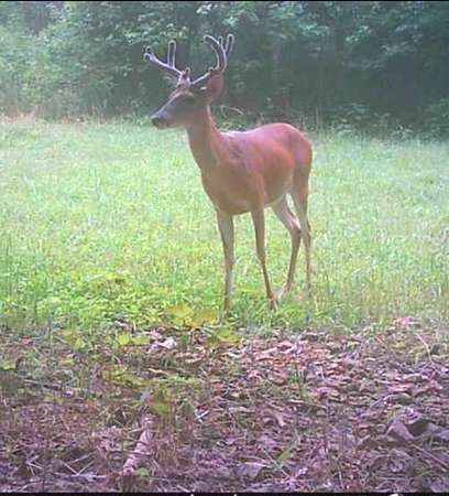 11.3 Acres of Recreational Land with Home for Sale in Mount Pleasant, Tennessee