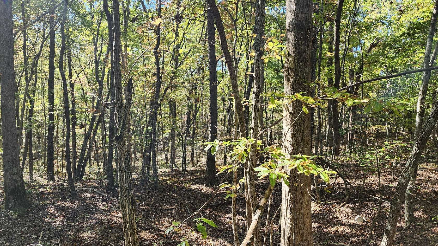 33.5 Acres of Land for Sale in Tracy City, Tennessee