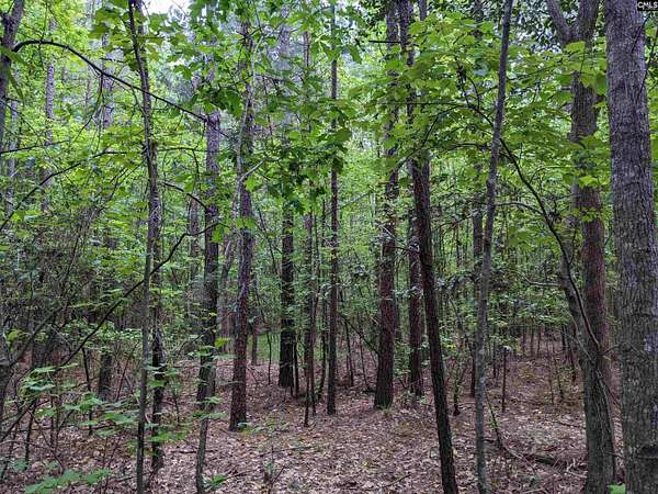 52 Acres of Land for Sale in Ridgeway, South Carolina