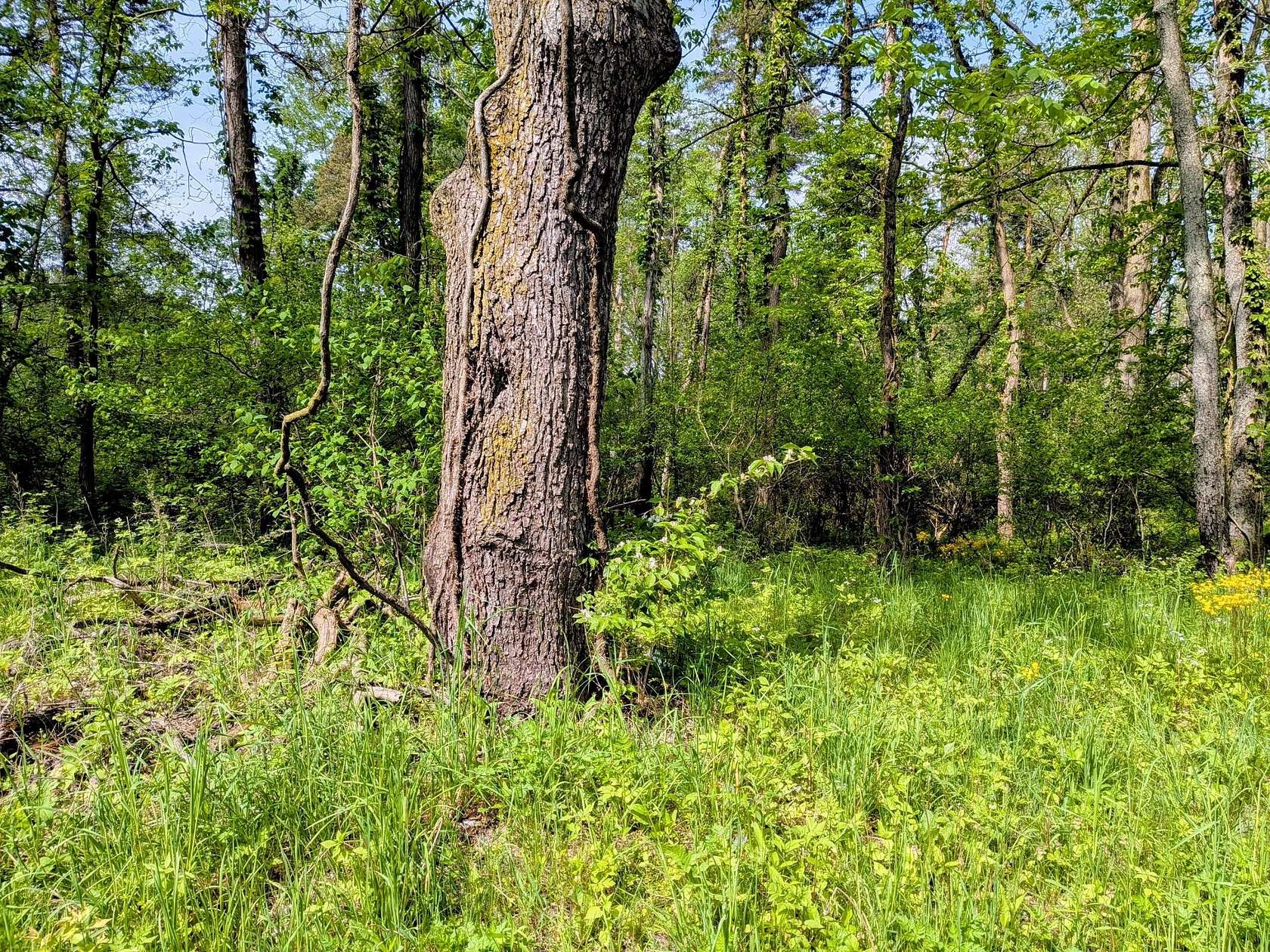 10 Acres of Land for Sale in Vicksburg, Michigan
