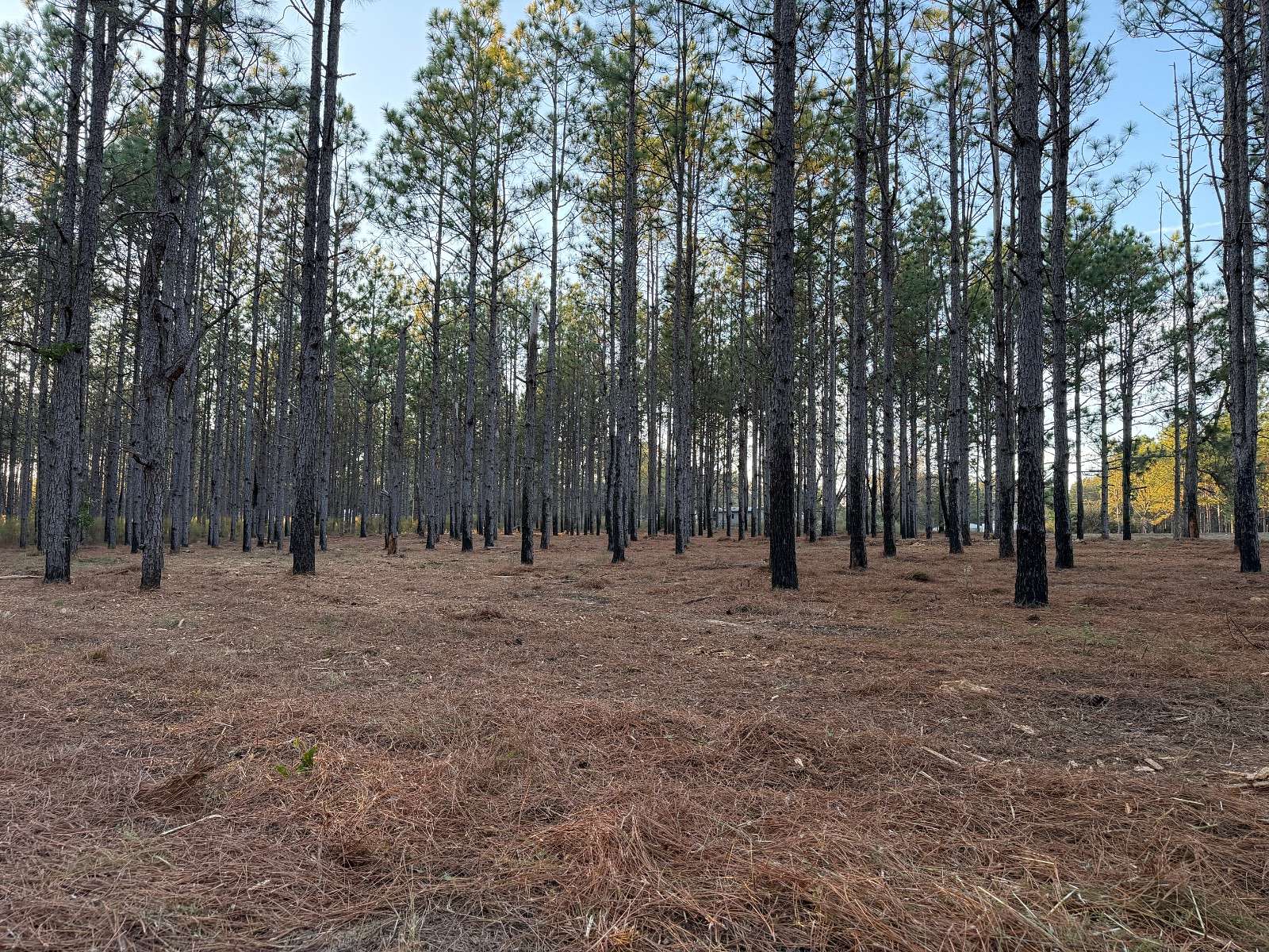 7.32 Acres of Residential Land for Sale in Troy, Alabama