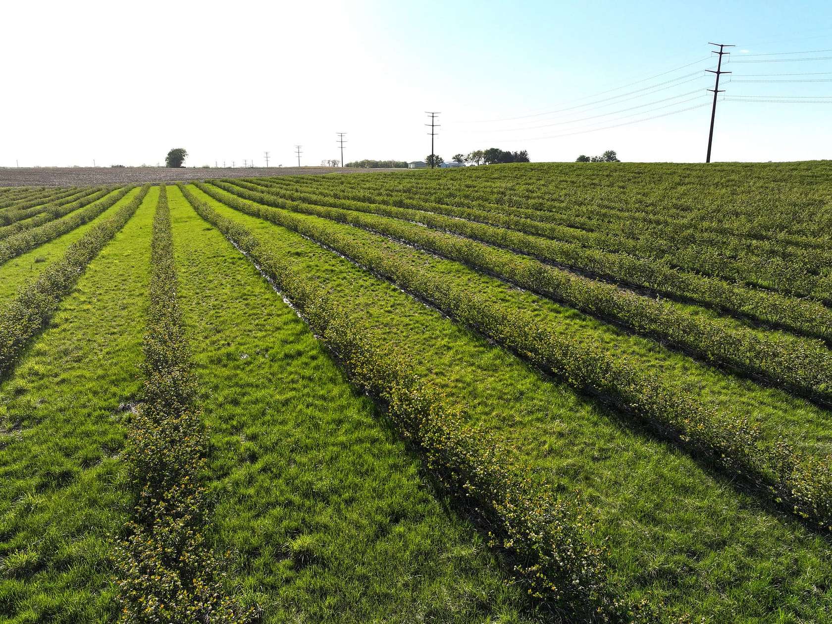 77 Acres of Land for Sale in Fairbank, Iowa