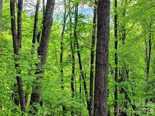 1.48 Acres of Residential Land for Sale in Burnsville, North Carolina