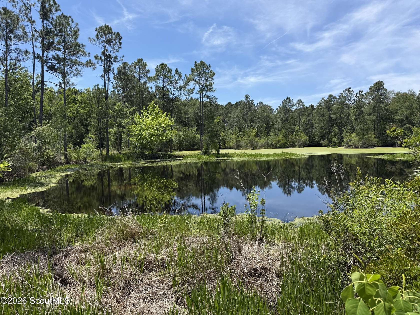 20 Acres of Land for Sale in Waycross, Georgia