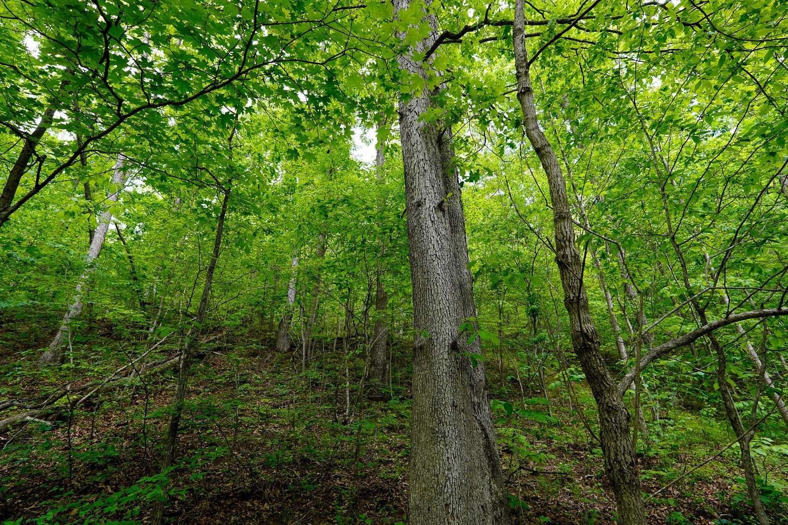 16.2 Acres of Recreational & Residential Land for Sale in Crown City, Ohio