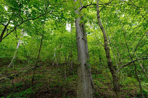 16.2 Acres of Recreational & Residential Land for Sale in Crown City, Ohio