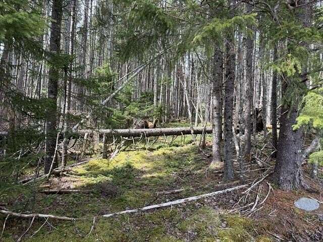 4 Acres of Residential Land for Sale in Whiting, Maine