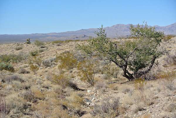 2.5 Acres of Residential Land for Sale in Dolan Springs, Arizona